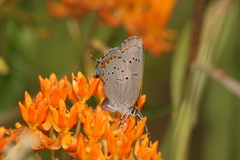 Satyrium acadica