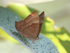 Abisara bifasciata
