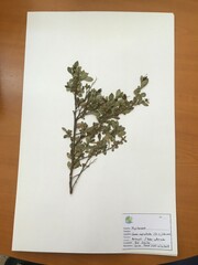 Luma apiculata