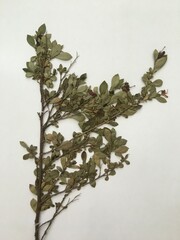 Luma apiculata