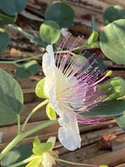 Capparis zoharyi