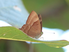Abisara bifasciata