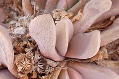 Glottiphyllum