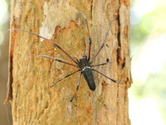 Nephila kuhli