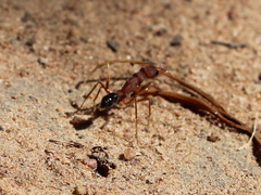 Harpegnathos saltator