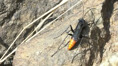 Tachypompilus analis