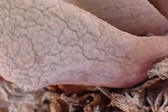 Glottiphyllum