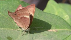Abisara bifasciata
