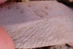 Glottiphyllum