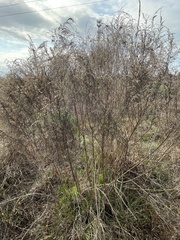 Eupatorium compositifolium