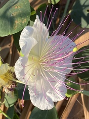Capparis zoharyi