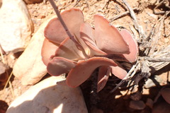 Adromischus