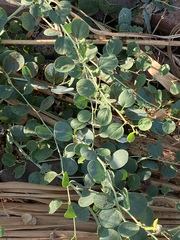 Capparis zoharyi