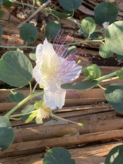Capparis zoharyi