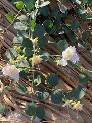Capparis zoharyi
