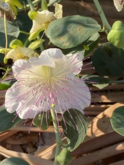 Capparis zoharyi