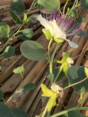 Capparis zoharyi