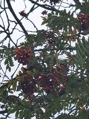 Sorbus aucuparia