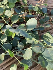 Capparis zoharyi