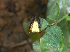 Micrathena duodecimspinosa