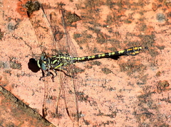 Paragomphus cognatus
