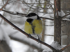 Parus major