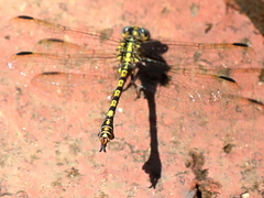 Paragomphus cognatus