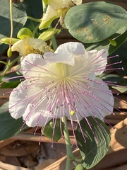 Capparis zoharyi