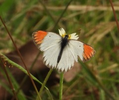 Colotis