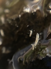 Folsomia candida