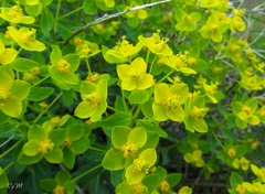 Euphorbia macrorhiza