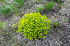 Euphorbia macrorhiza