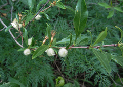Prunus tenella