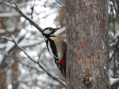 Dendrocopos major