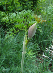 Ferula songarica