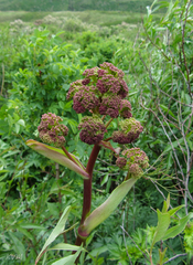Ferula songarica