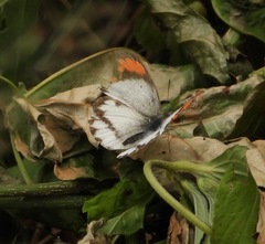 Colotis