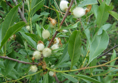 Prunus tenella