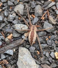 Pisaurina mira