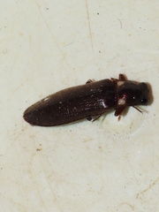 Phanophorus perspicax
