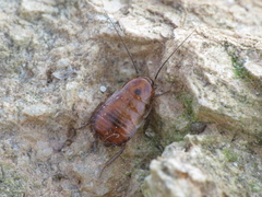 Loboptera canariensis