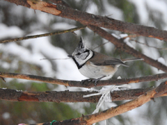 Lophophanes cristatus