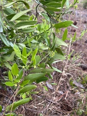 Smilax auriculata