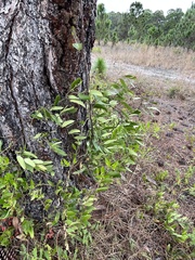 Smilax auriculata