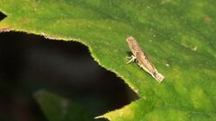 Culladia hastiferalis