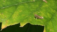 Culladia hastiferalis