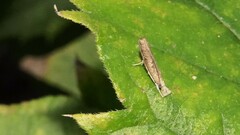 Culladia hastiferalis