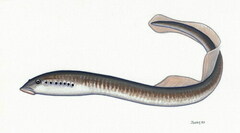 Ukrainian Brook Lamprey photo 3