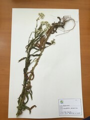 Gnaphalium philippii