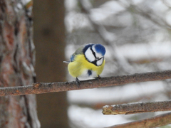 Cyanistes caeruleus